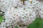 Washington State, Bellevue. Cherry blossoms Art Print